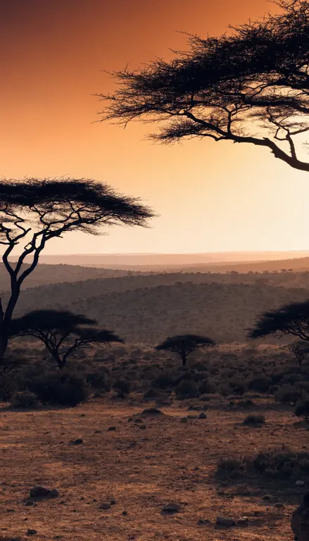 Fondo para croma Sabana al atardecer