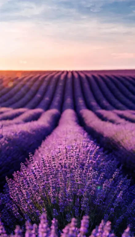 Wallpaper Campo de lavanda · 2